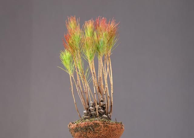 欣赏老丈人的盆景，造型艺术气息浓厚，具有非常好的观赏性