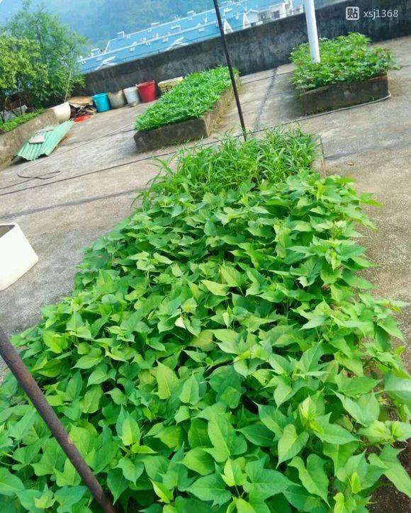  『收获』阳台种上4种菜，2个月就能收获，一茬接一茬，绿色又健康！