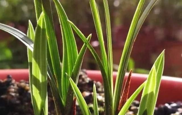  「植物」兰花的4个小“癖好”，满足它，就能开花不断！