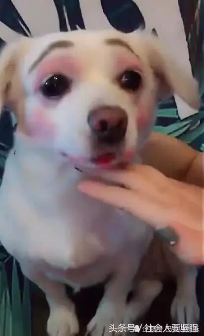 抖音“最精致的狗”出门必须化妆,变身后,网友:魏璎珞是你吗