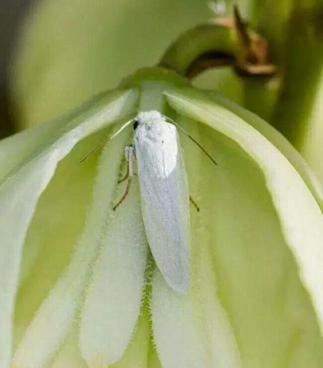  「植物」我是凤尾丝兰，请别叫我剑麻