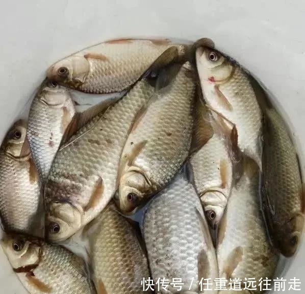 用错|钓鲫鱼不能补窝,一补窝就停口?因为你用错了方法,别怪鱼不来吃