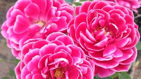  花色■此4种花卉，花色绚丽多彩，花期长，花量大，花大色艳
