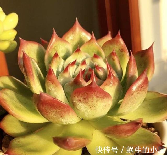 样子多肉|多肉难上色?用3个小窍门,这么做,肉肉出彩快、更美丽