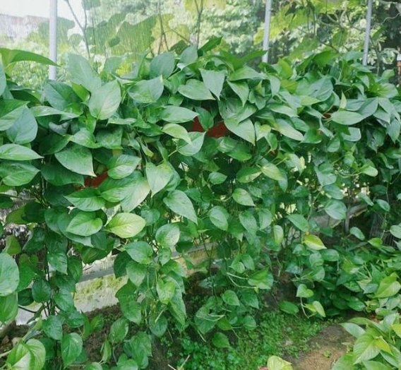  『就可以』养绿萝做好关键几点，不黄叶、不烂根，新芽猛窜，30天长成绿瀑布