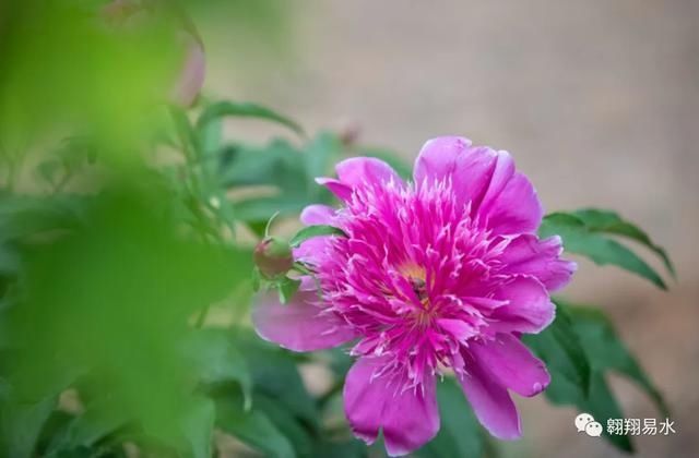  「同赏」母亲节，送花不如赏花，伴母同赏芍药花