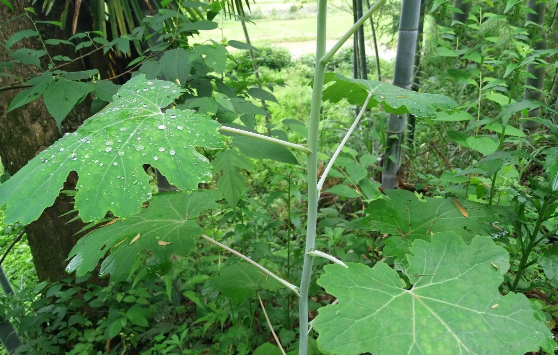  「重视」乡下一种野生植物，若遇见请重视，如今罕见不好遇，价