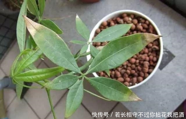  『发生』匪夷所思, 好端端的植物叶尖和叶缘发生枯焦, 这可怎么办?