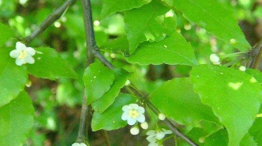  #种野果#农村杂草，叶子可以用作凉茶。 现在卖50元一斤也不求