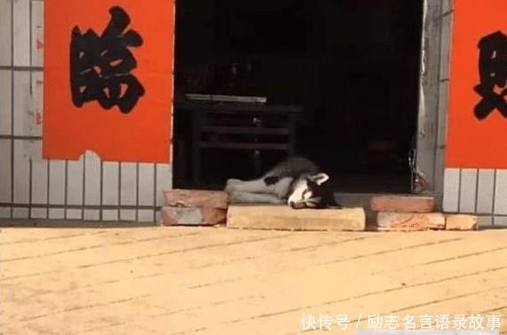 二哈回农村却躺在地上睡觉，二哈：这院子里啥都没有，拆不了