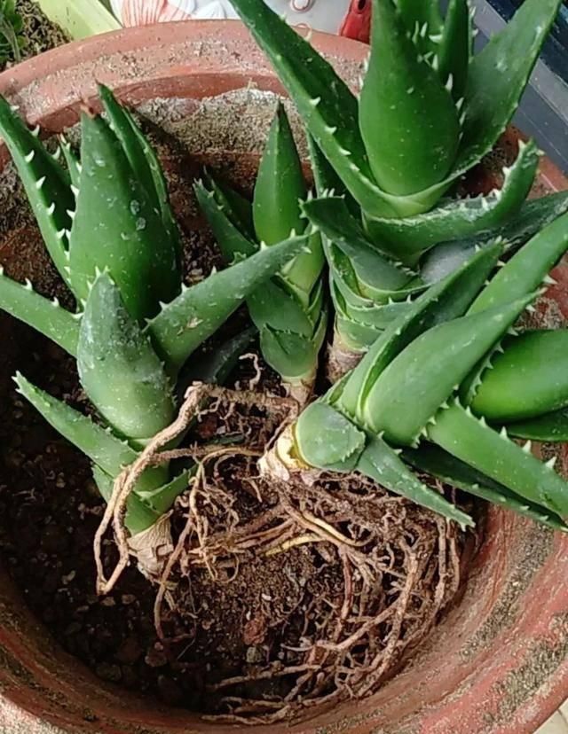  植物：水里还能养芦荟 简单几步 土培变水培