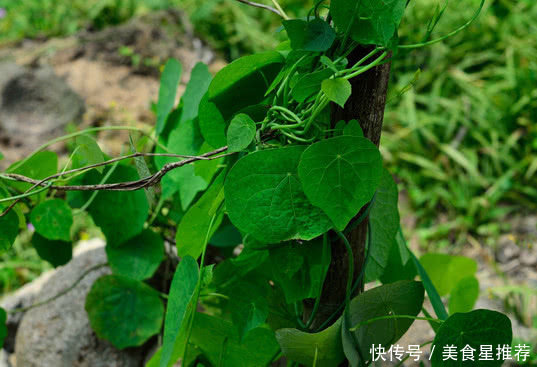 农村野草根部像石头，人称“山乌龟”，却是治病良药，你见过没