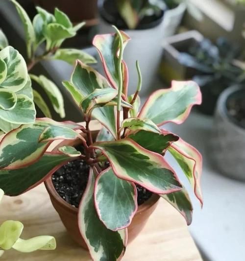 #适合#这些观叶植物很适合养室内遮阴处,种花盆里特好照顾