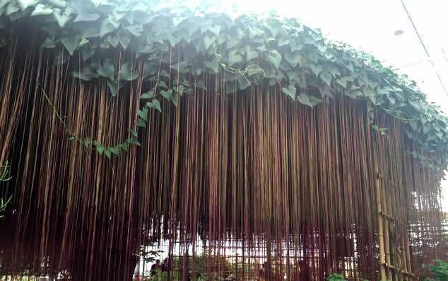  #垂直#这1种植物高达3米，千万条气根向下垂直，像帘子一样，原来是它