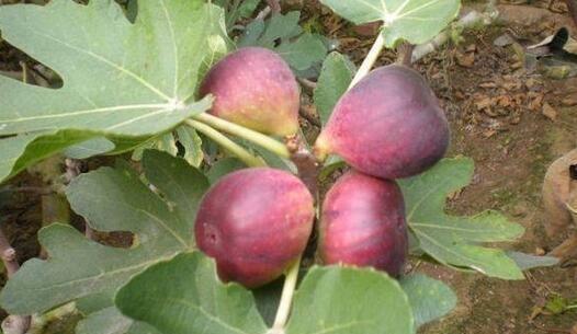 这种果树，好养易结果，阳台养一盆！结果30多斤，常吃身体好