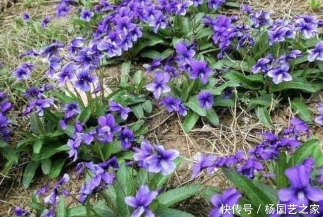  『紫花地丁』干旱的农田里，长满了1种“野堇菜”，比太阳花好看，还珍贵！