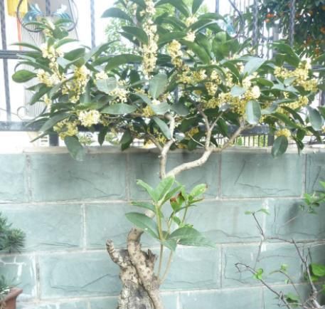  [花钱]能做“药膳”的3种植物，在家养1盆，“小病小灾”都不用花钱了！