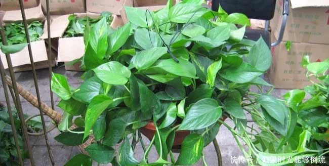  「植物」家中养这4种“绿植”，不仅观赏性大，不开窗也能净化空气！