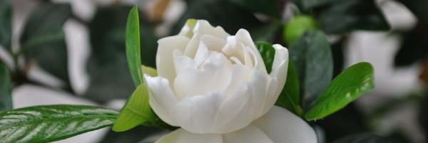  栀子花■栀子花这样养,不掉花苞不黄叶子,花开不断