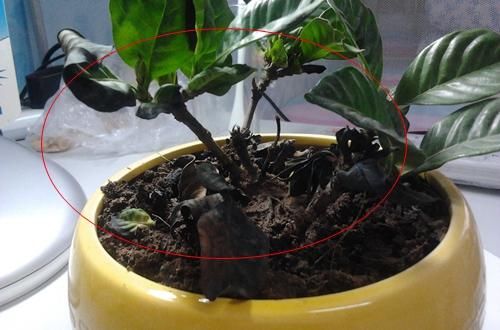  微量元素■茉莉栀子花，黄叶的“七大”原因，缺一种东西，黄叶难逃