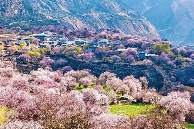 全国最大桃花基地！万亩花开成海，还不要门票！