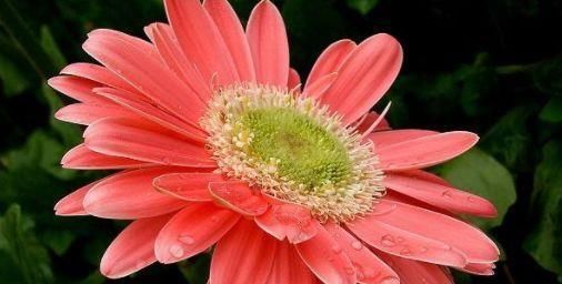  『小花』居家养这几款小花，观赏价值高花期长，年年开花不断，花色多又艳