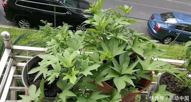 『刚发芽的红』花盆里种了一个小红薯，100天内装满红薯“孩子”的香气很甜，很好吃