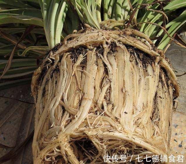  『婆婆』婆婆一不小心打破它，才发现其中的养花玄机！！！