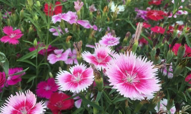  [种花草]墙根小花池可以种植的9种花草，你喜欢哪一种？