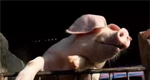 本月第二个非瘟疫区解封！这下广西猪价更“按”不住了