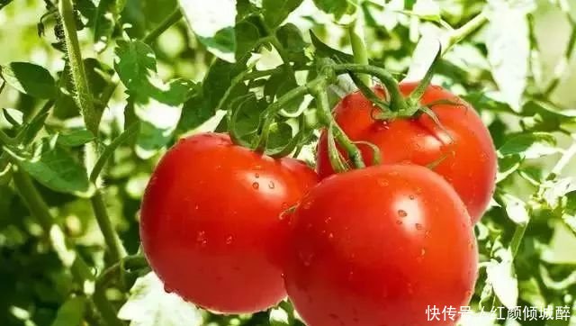 日本人在中国租了1500亩地，闲置5年任荒草疯长，但结果让所有人