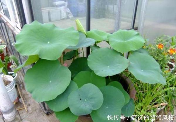  『铜钱草』这2种花最喜欢喝水了，到了盛夏一定要多浇水，不断水就不萎蔫