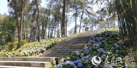  涪陵绣球：打造“绣球花原乡”涪陵首届绣球花节15日开幕