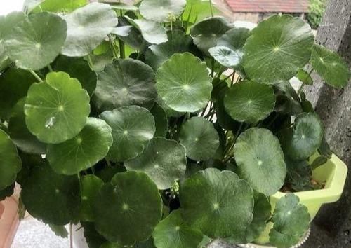  『停水』“嗜水如命”的5种花，全靠水续命，停水就枯萎！新手尤其要注意