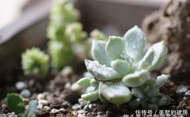 『黑腐』春雨贵如油,多肉能淋雨吗?淋雨“准黑腐”,千万不要大冒险
