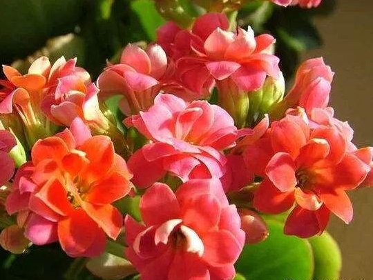  【艳丽】这5款花，被称为“开花机器”，放在阳台变花海，花开艳丽多姿