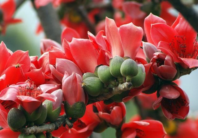 『却是』农村一种野花,常被当观赏植物,花却是祛湿野菜,广东人用它煲汤
