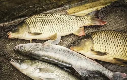 「选择」想要破解流水钓鱼,就用这5个办法