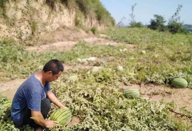 批发市场满地瓜，收购商却没几个，10万斤瓜买不出价瓜农愁苦