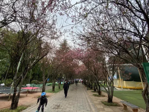 春姑娘来了 昆明这几个公园可以踏春赏花啦【2020热门旅游景点】