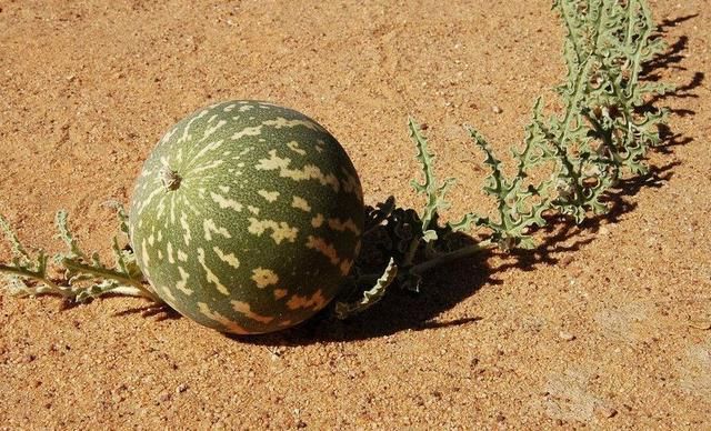 切记！看到沙漠的西瓜不要随便摘，不然后悔都来不及，有人中招了
