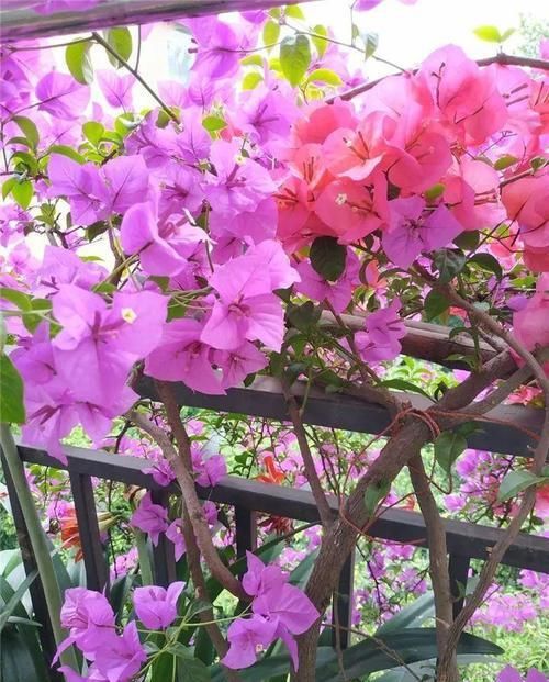  「小院」小院养这4种花，满墙都是花，太阳晒一晒，能开上千朵花