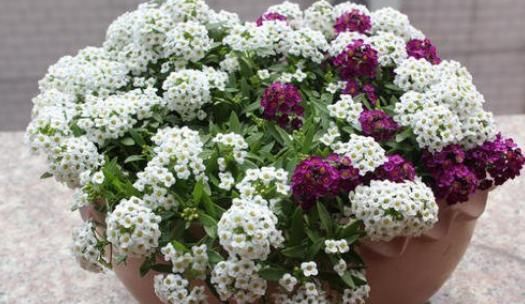 适合■6种花适合“吊起来”养,开花多不占地,阳台变花园,看着真过瘾