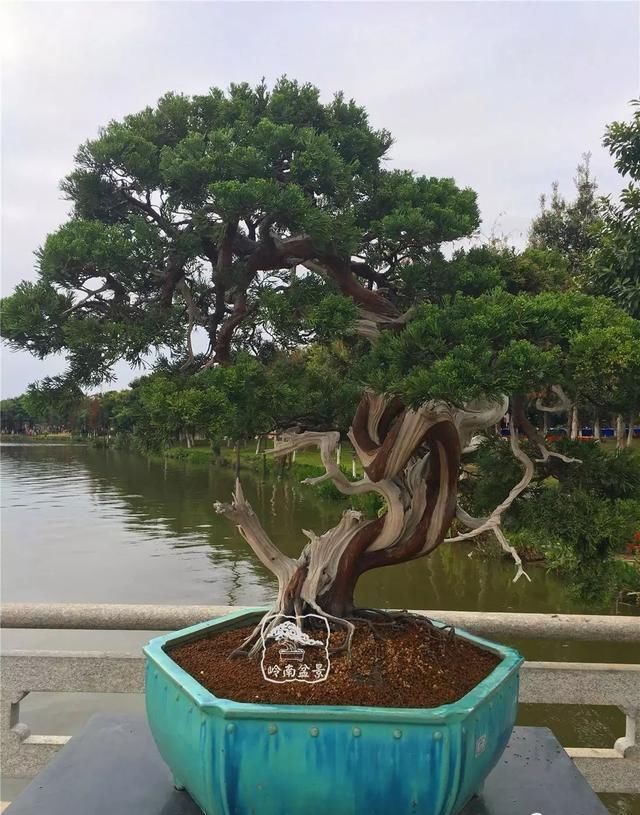 广州园艺博览会岭南盆景作品回顾