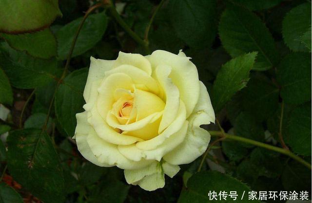  #能力#养花就养此3种，开花能力强爆盆简单，谁养谁喜欢，漂亮极了