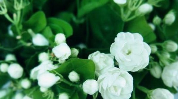  『栀子花』茉莉花、栀子花都喜欢2种“酸性水”,花开不断,香味“飘满屋”