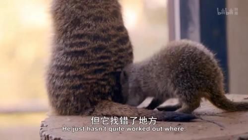 「小豹猫」啊啊啊不行了我被这部「猛男必看」萌化了