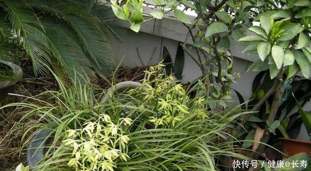  家里：阳台养花6个坑，踩了一个也不行，怪不得养花总不活
