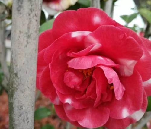  「呼呼」花期超长的6种花，颜色鲜艳又好养，天再冷也照样呼呼开！