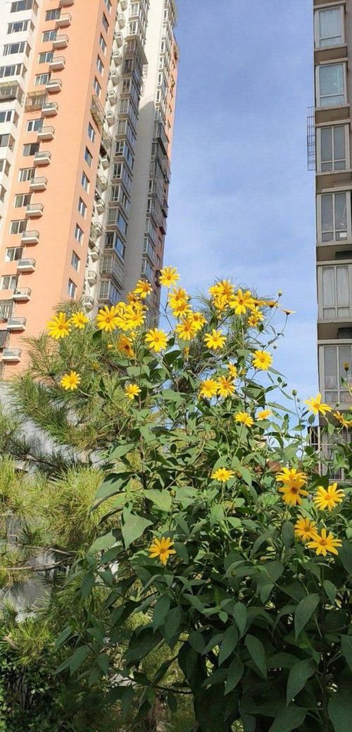 #芋头#这植物上面开灿烂菊花,下面结出大块芋头,谁看了都觉得难以置信